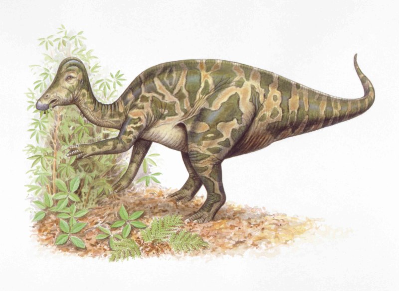 Hypacrosaurus stebingeri