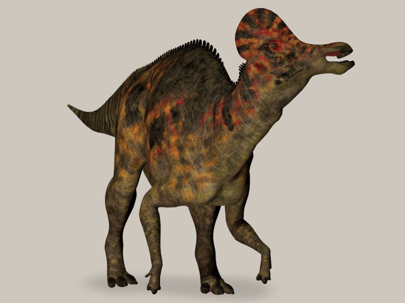 Corythosaurus casuarius
