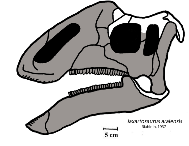Jaxartosaurus alarensis