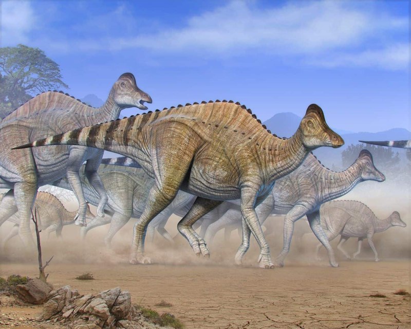 Hypacrosaurus stebingeri