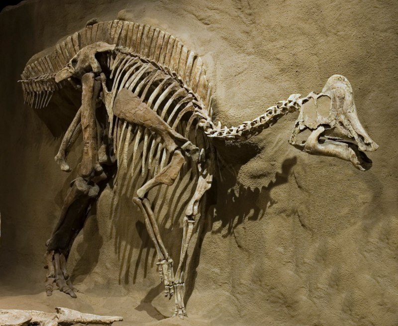 Hypacrosaurus stebingeri