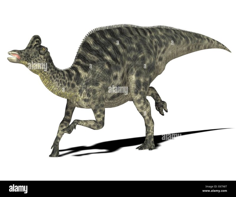 Velafrons coahuilensis