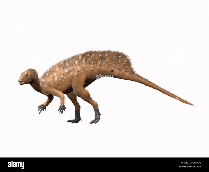 Heterodontosaurus Tucki
