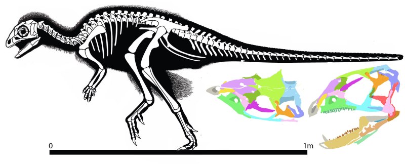 Kulindadromeus zabaikalicus