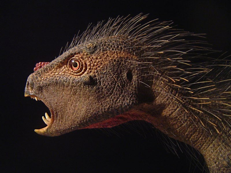 Пегомастакс Pegomastax africanus
