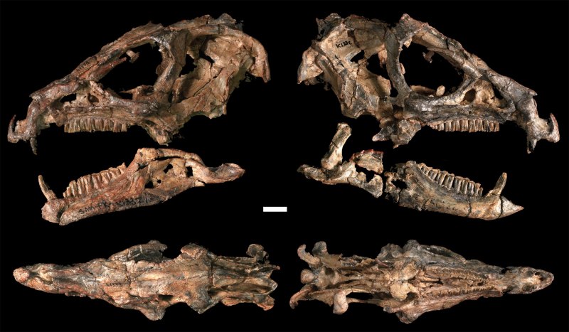 Heterodontosaurus Tucki