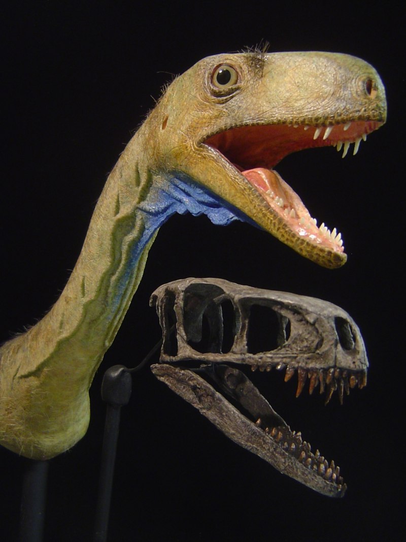 Heterodontosaurus Tucki