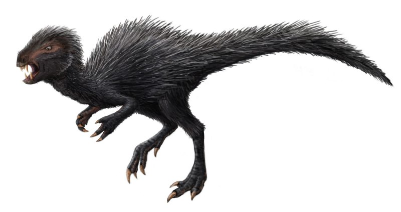 Manidens condorensis