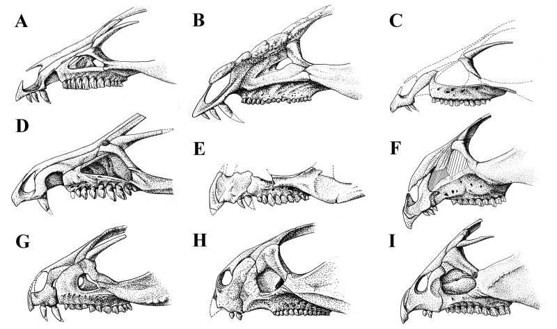 Abrictosaurus Consors