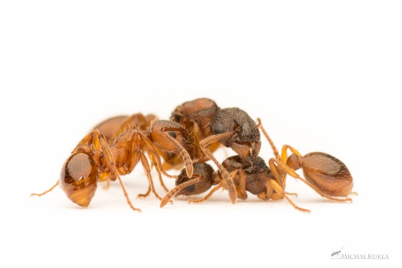 Муравьи Myrmica rubra