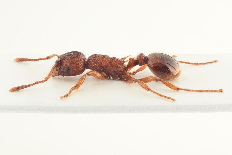 Myrmica gallienii