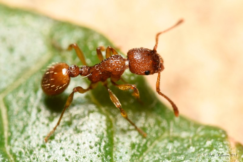 Myrmica ruginodis
