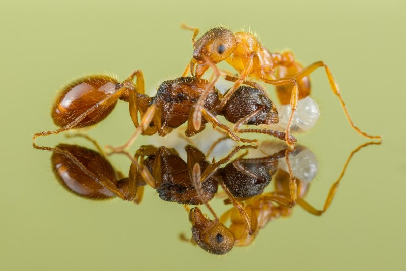 Myrmica rubra (рыжая мирмика).