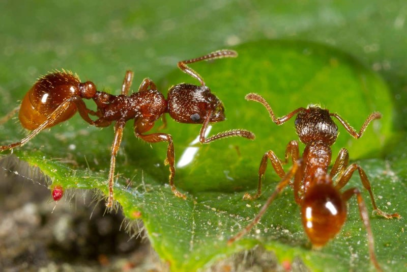 Myrmica rubra