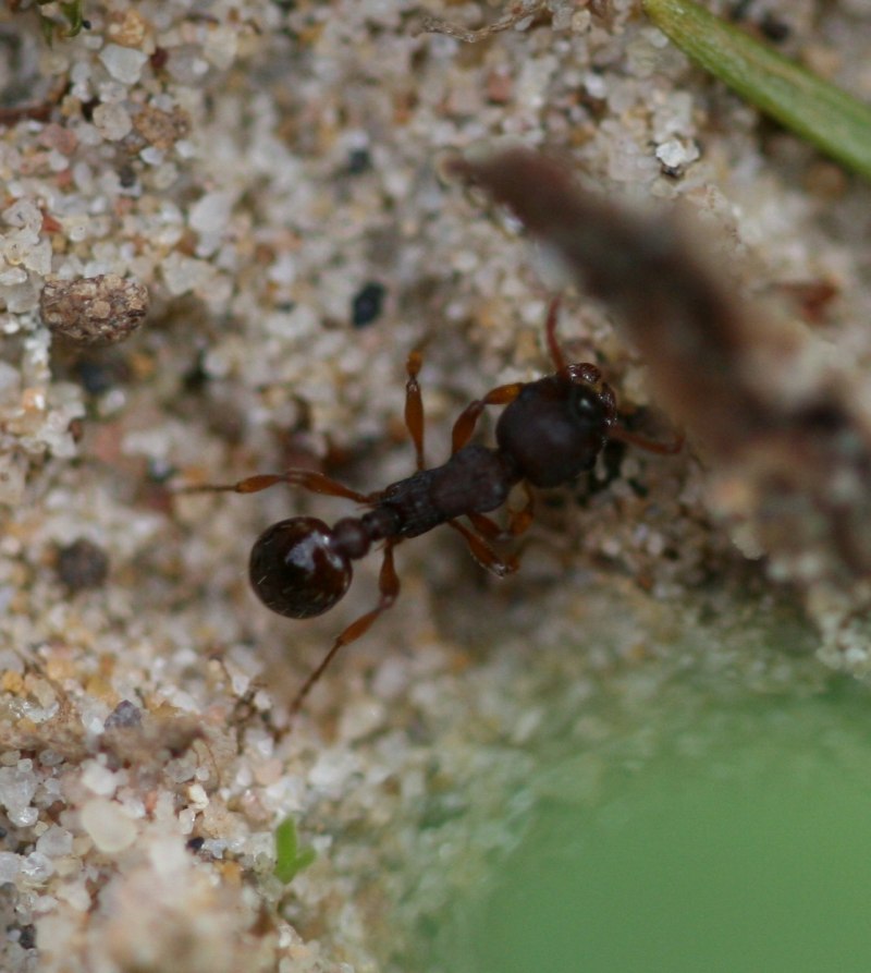 Myrmica rubra Королева