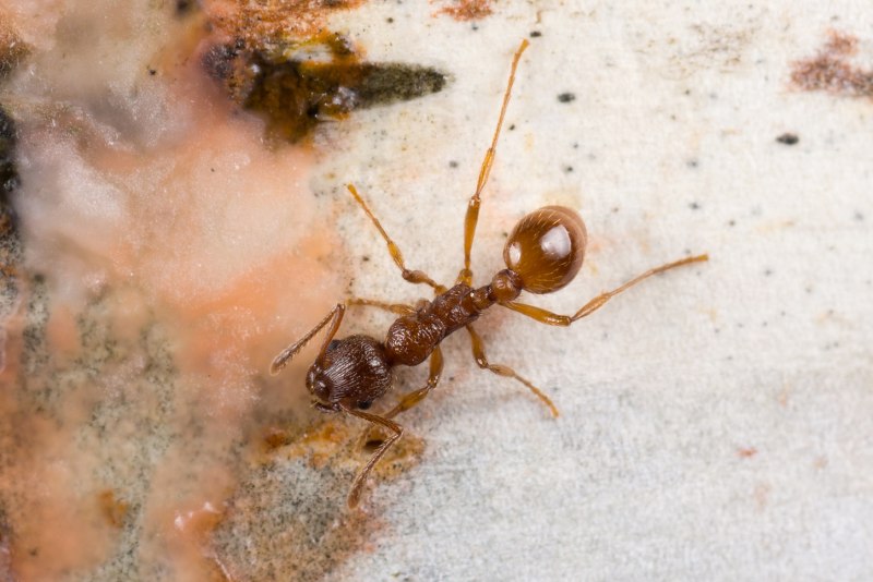 Myrmica rubra (рыжая мирмика).