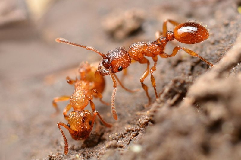Муравьи Myrmica rubra