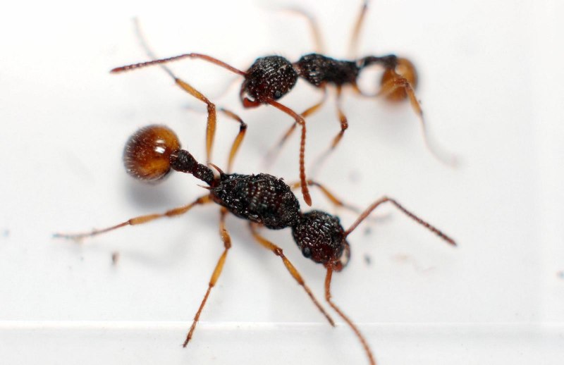 Myrmica муравьи