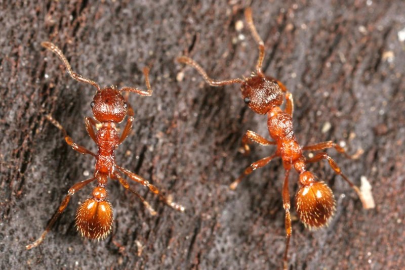 Муравьи Myrmica rubra