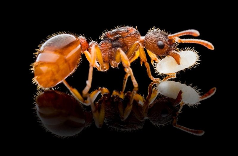 Myrmica scabrinodis