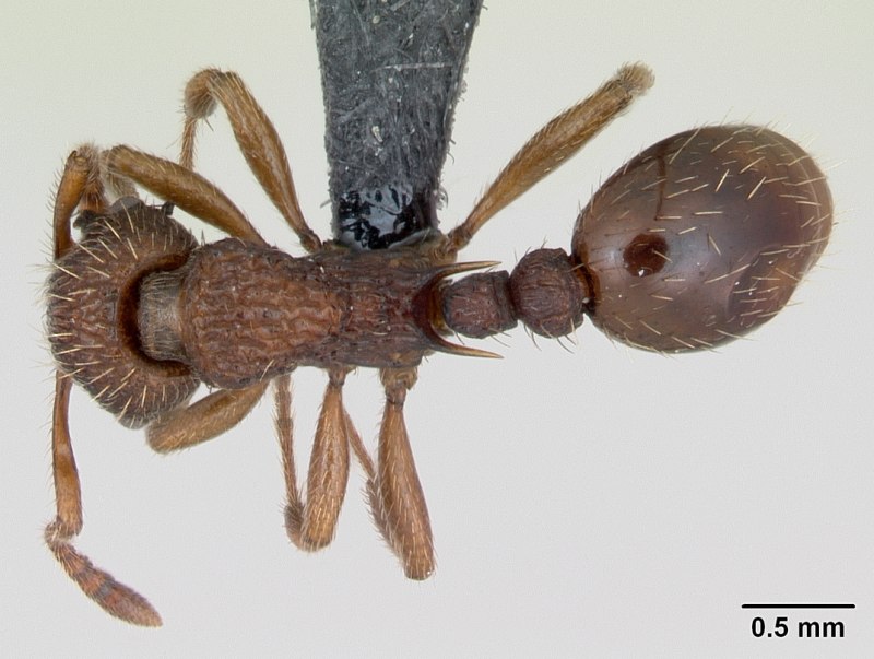Myrmica Hellenica