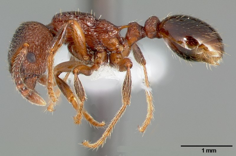 Myrmica муравьи