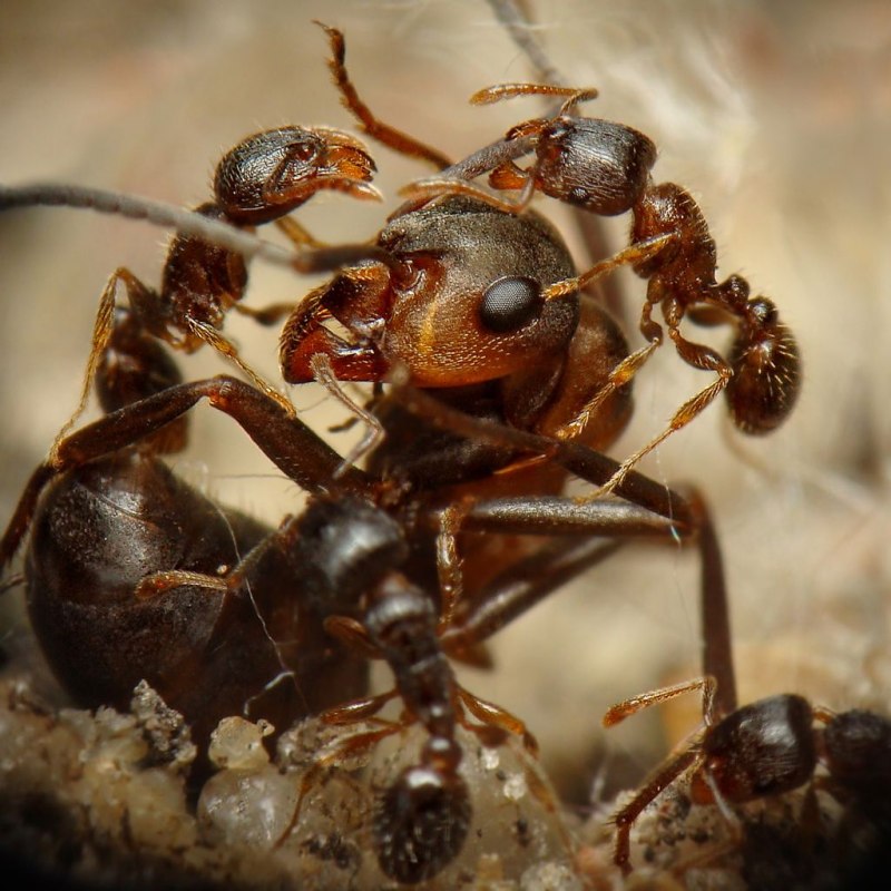 Formica Rufa