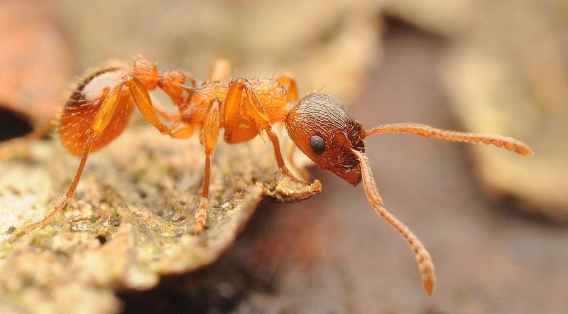 Myrmica sulcinodis