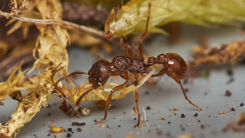 Myrmica rubra Муравейник