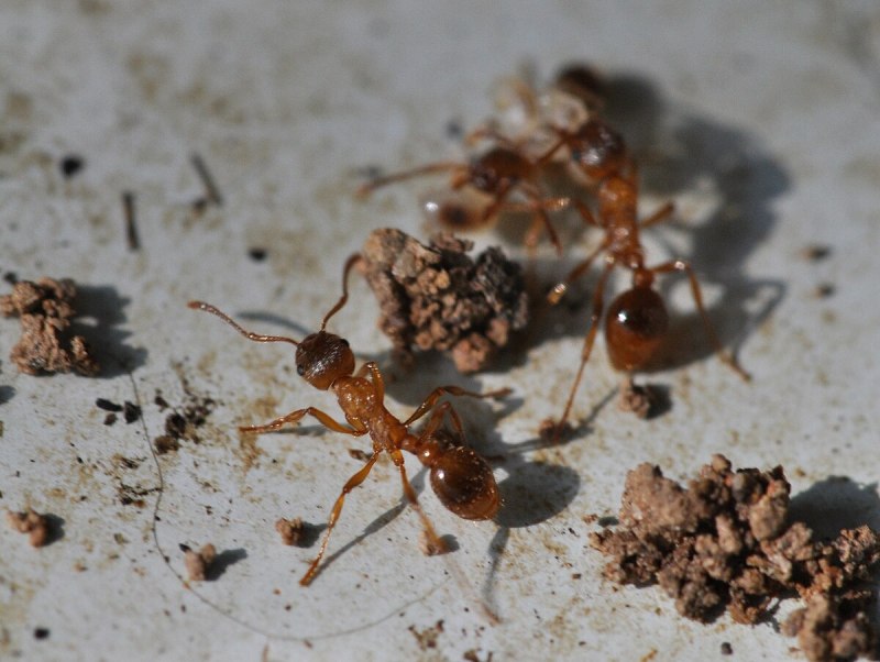 Myrmica rubra