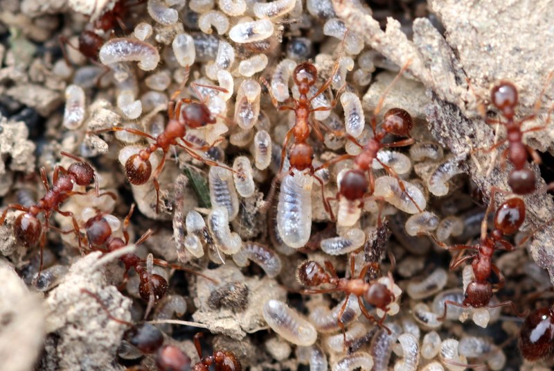 Myrmica rubra Муравейник