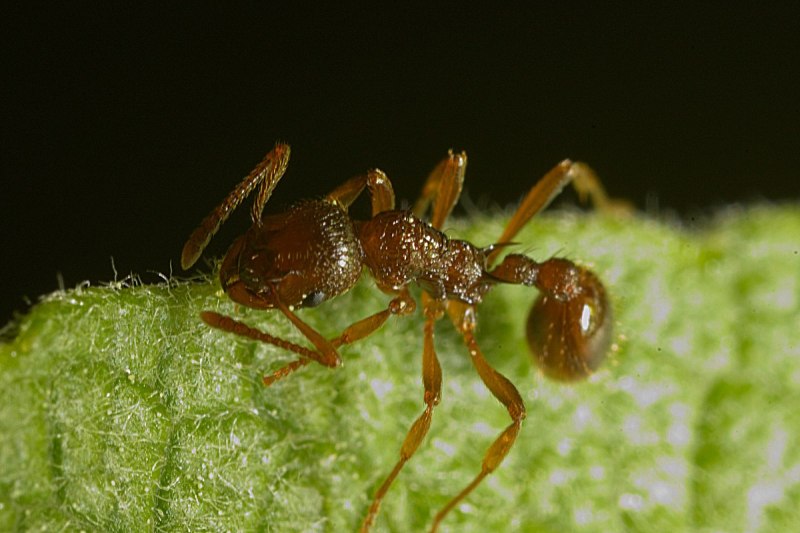 Муравьи Myrmica rubra