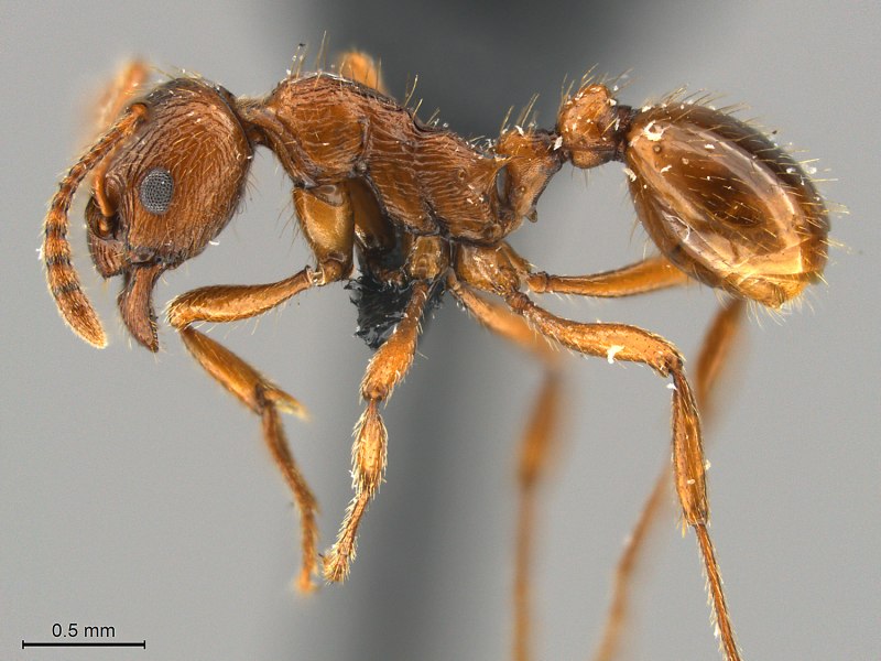 Myrmica rubra (рыжая мирмика).