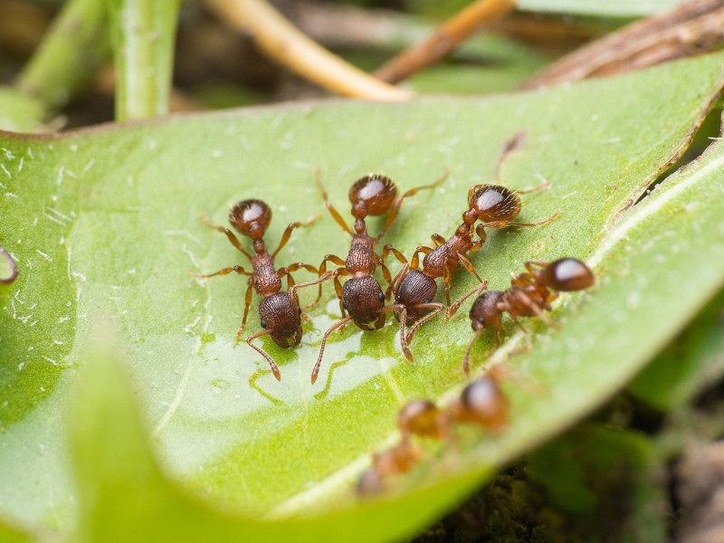 Муравьи Myrmica SP