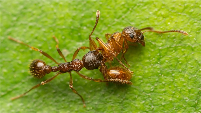 Myrmica rubra (рыжая мирмика).