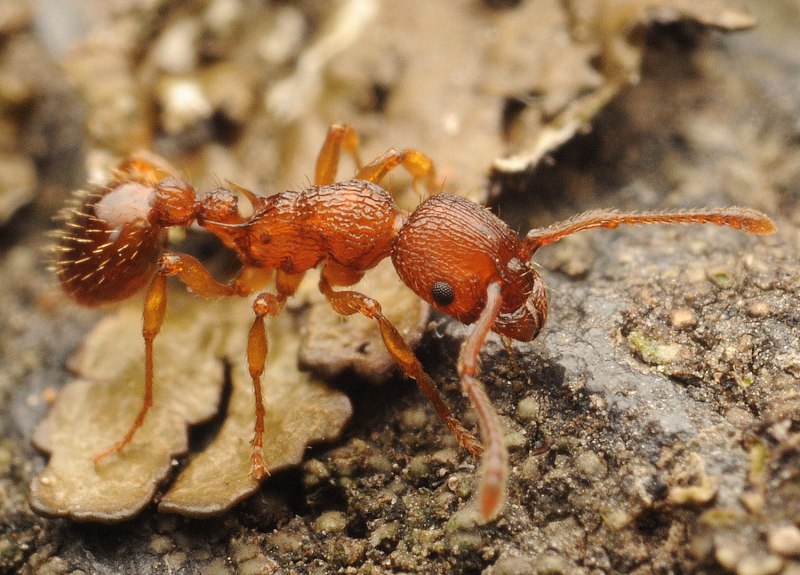 Myrmica scabrinodis