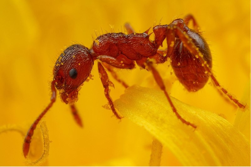 Formicoxenus nitidulus