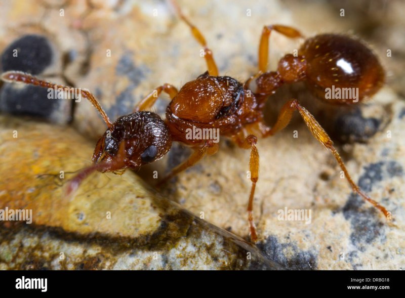 Myrmica karavajevi