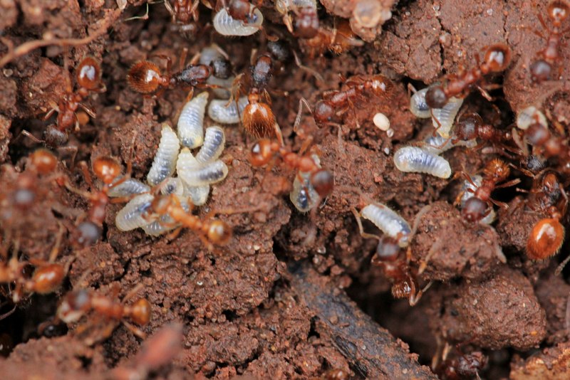 Myrmica rubra и голубянки