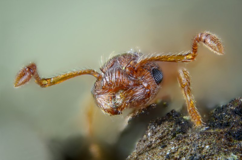 Myrmica rugulosa матка