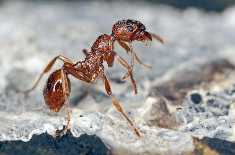 Муравьи Myrmica rubra