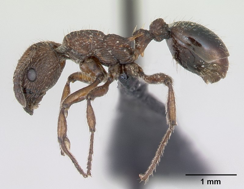 Муравьи Myrmica scabrinodis