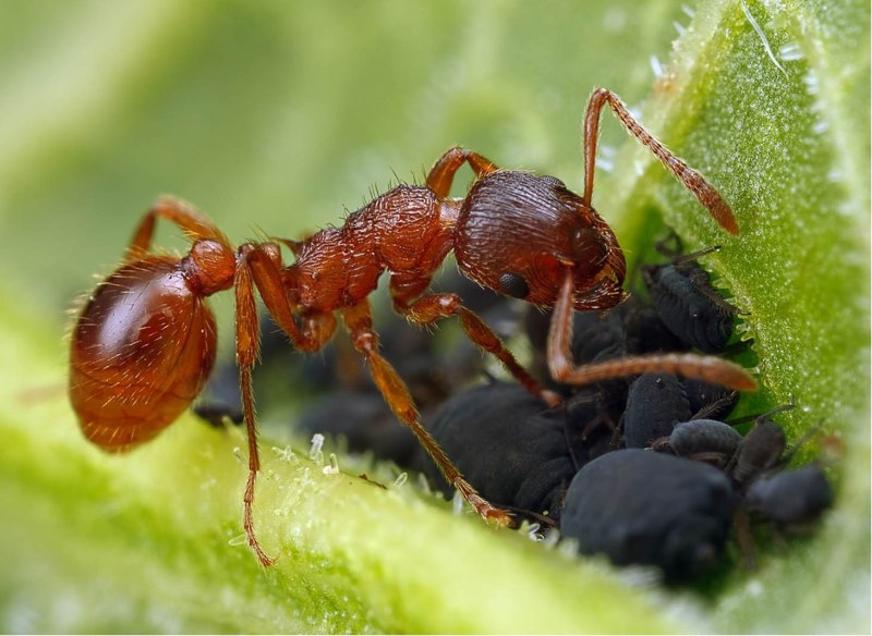 Myrmica rubra Муравейник