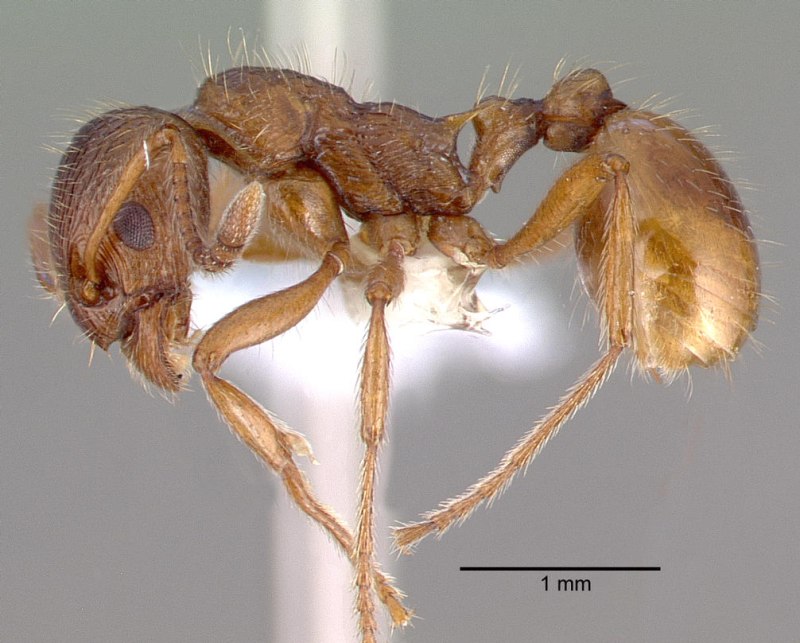 Myrmica rugulosa