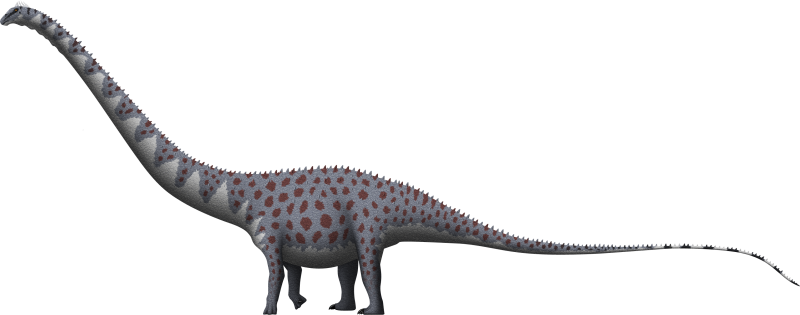 Supersaurus vivianae
