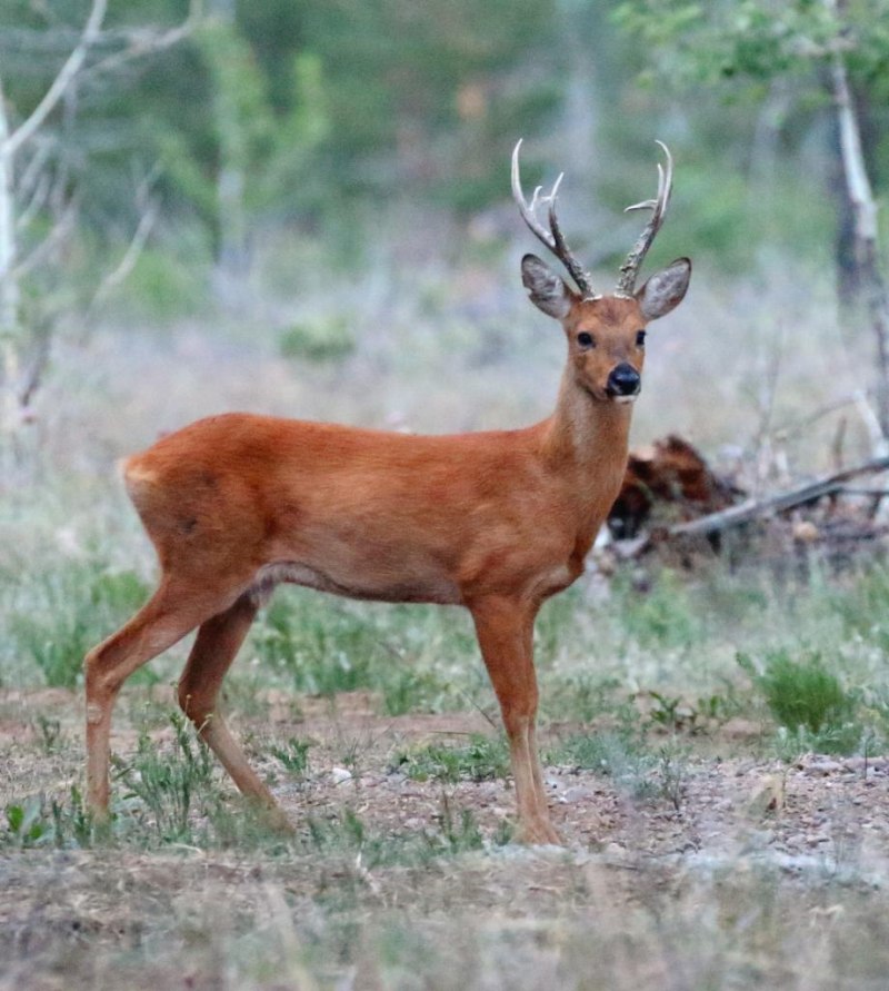 Европейская косуля (capreolus capreolus)