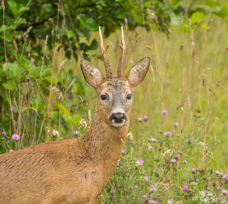 Косуля Сибирская (capreolus pygargus Pall.)