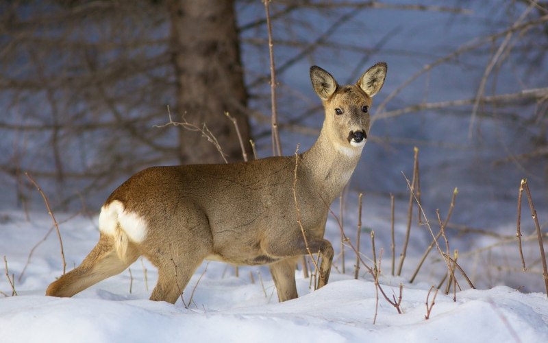 Косуля Сибирская (capreolus pygargus Pall.)