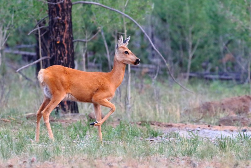 Косуля Сибирская (capreolus pygargus Pall.)