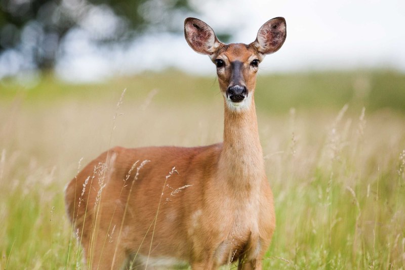 Косуля capreolus capreolus